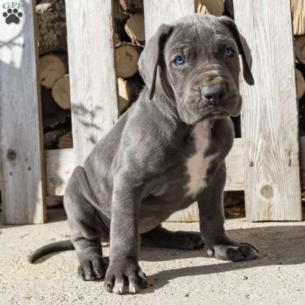 Blue Streak, Great Dane Puppy